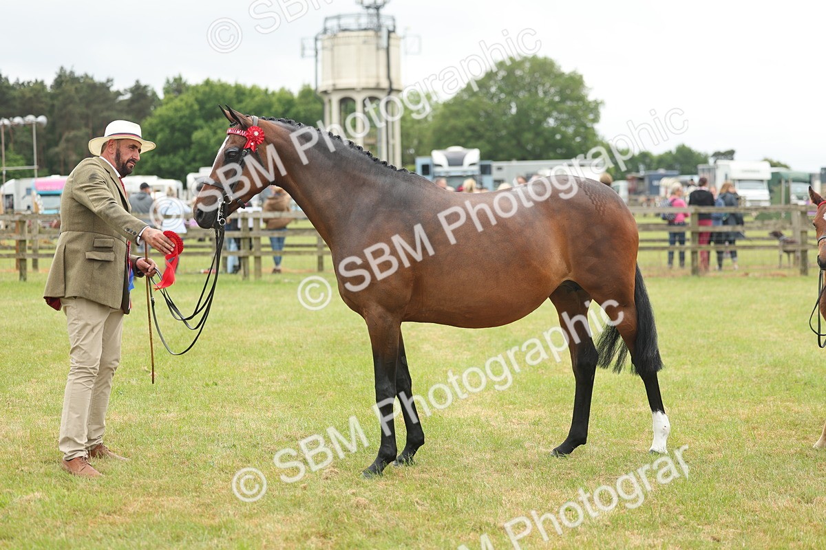 SBM_05596 - Class 68-73 - Riding Pony Breeding