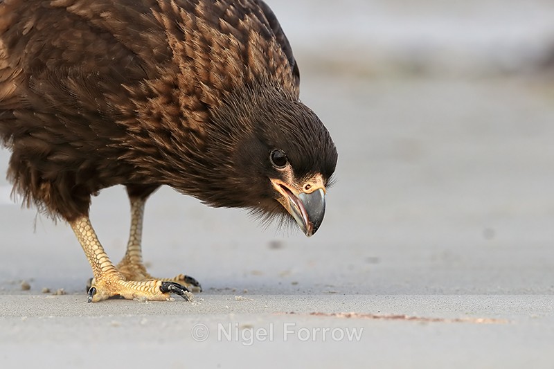 Striated Caracara foraging close view, Carcass Settlement, Falklands - Striated Caracara