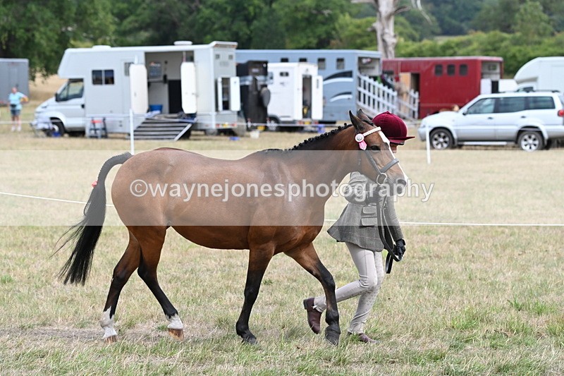 WJ6_5897 - Class 19 In-hand Veterans (Uploaded correct folder)