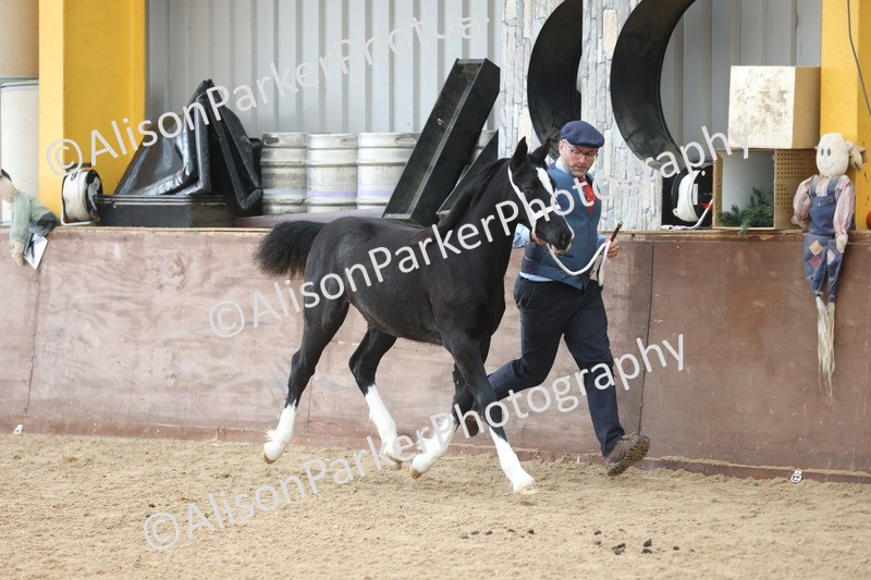 20251109-0781 - Class 24 - Foals