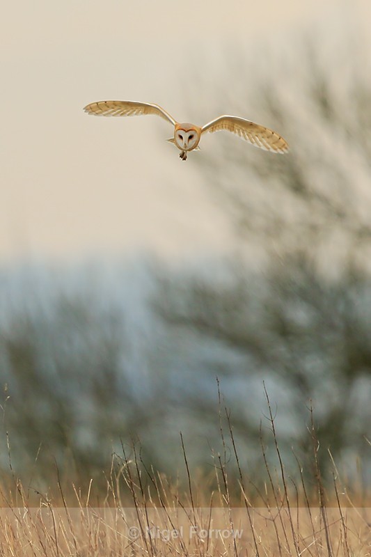 Barn Owl flying, Hawling, Gloucestershire - Barn Owl
