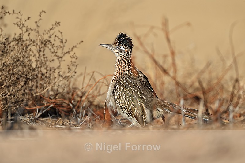 Greater Roadrunner with raised crest, Bosque del Apache, New Mexico - Greater Roadrunner