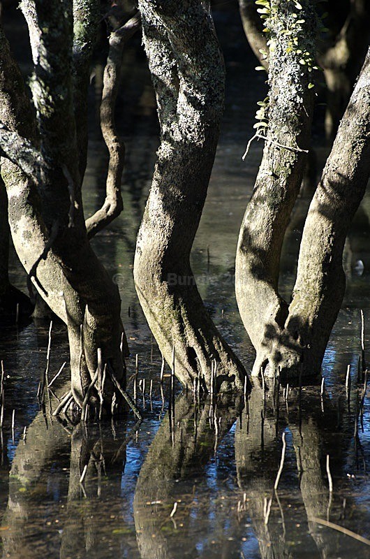 Mangrove swamps - New Zealand North Island