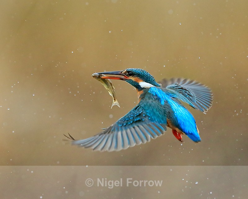 Kingfisher takes off with fish, Scotland - Kingfisher