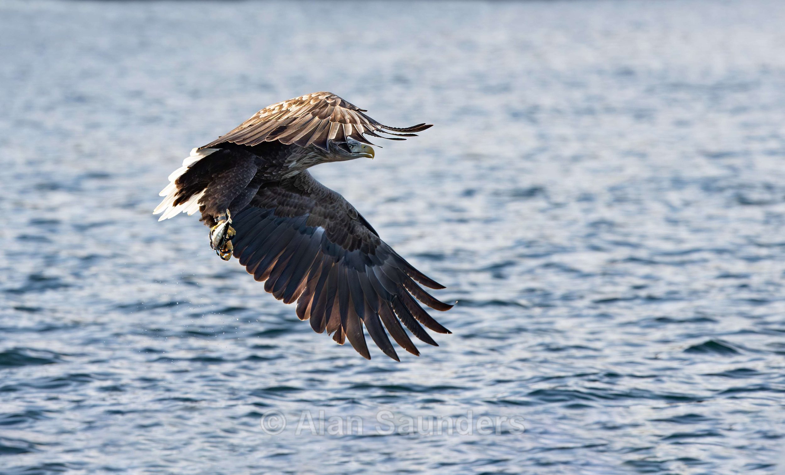 White Tailed Eagle 26