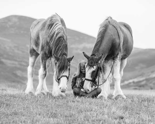 Dionne-183 - DGClydesdales