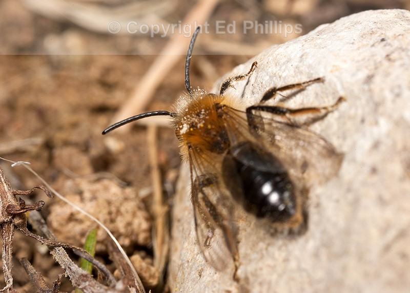 Andrena haemorrhoa (m)