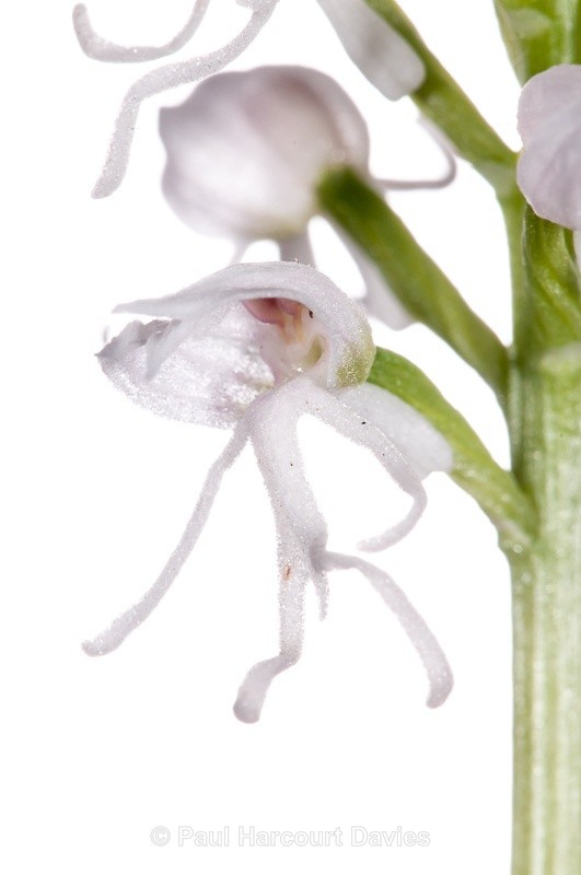  - WB: Orchids - Orchis