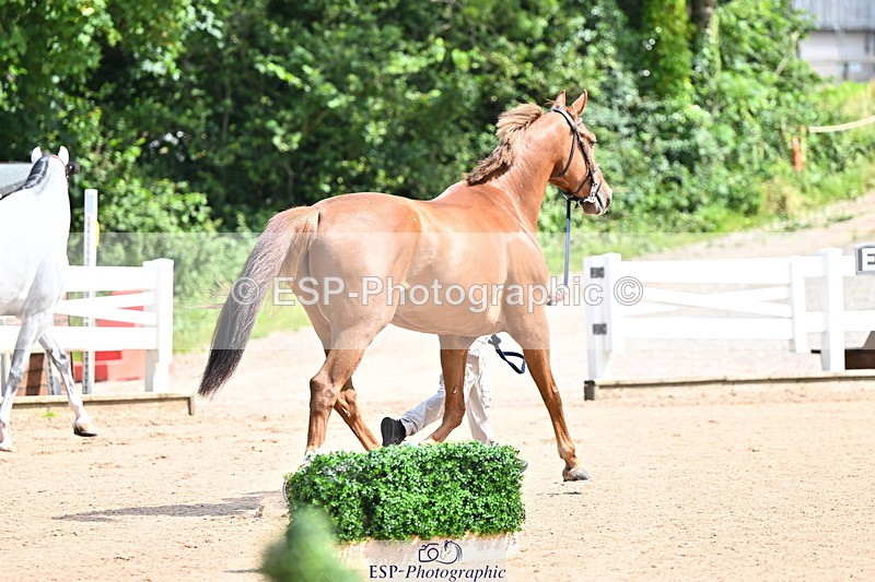 240718A-105236-00919 - Trot Up 11am to 12pm