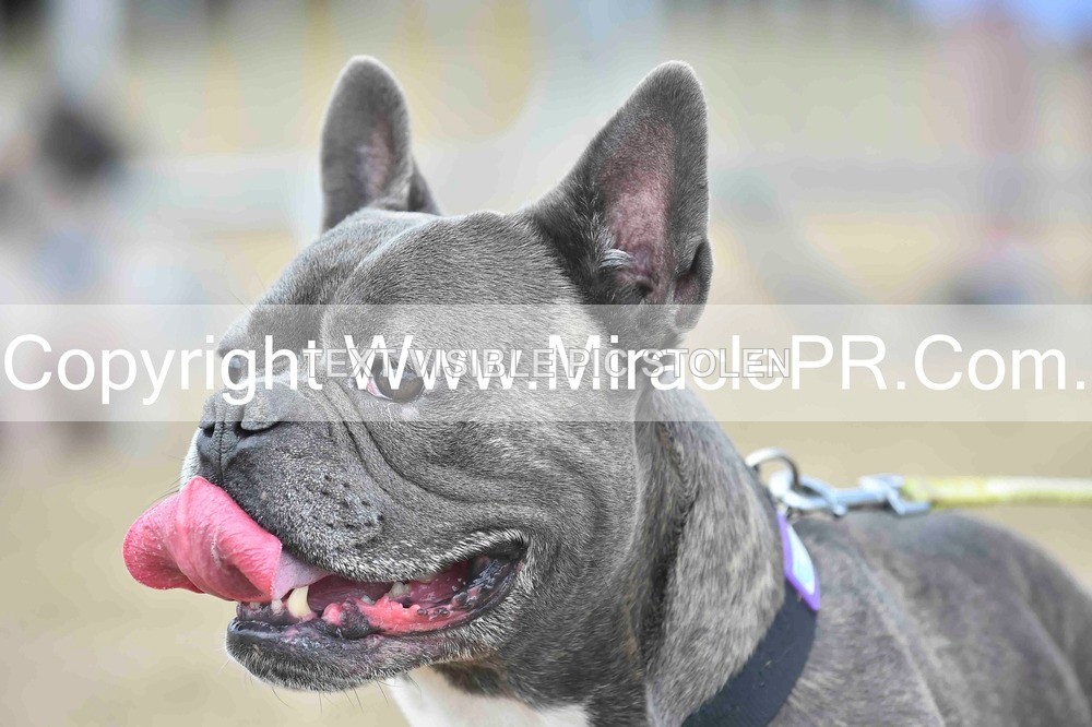 SH4_0147 - Dog show.