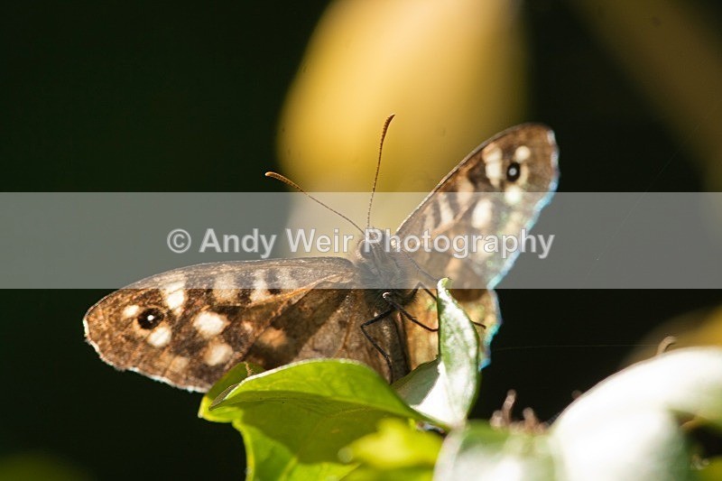20090920-2009 09 26 014 - Butterflies & Moths