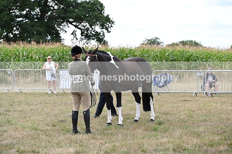 WJ6_6203 - Class 19 In-hand Veterans (Uploaded correct folder)