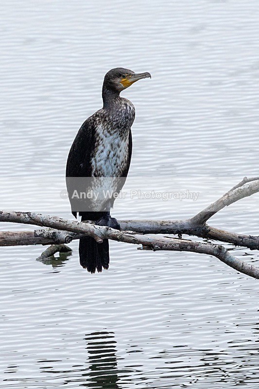 181025-Woolston-8E0A7093 - Cormorant