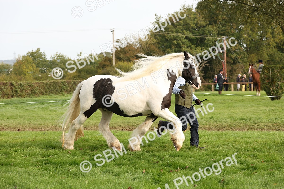 SBM_56792 - S54 - Piebald & Skewbald Horse In Hand
