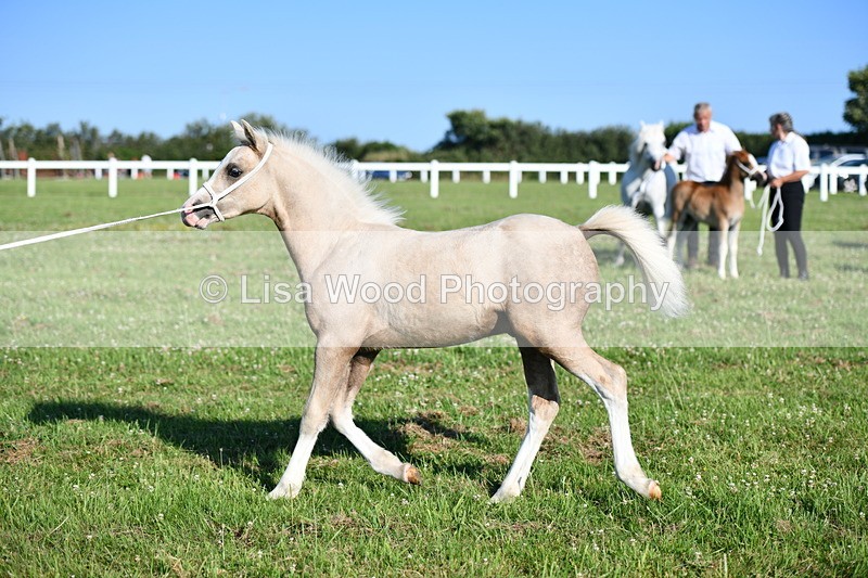 DSC_5359 - Classes 47 & 48: NPS M&M Brood Mare and Foal