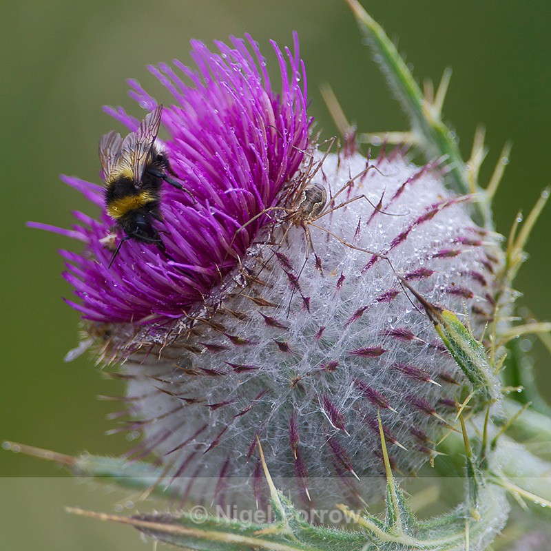 Bee & Spider on a Thistle - INSECTS