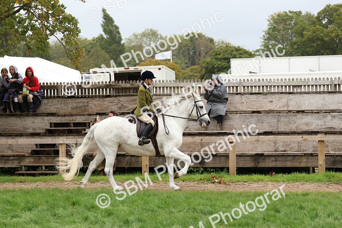 SBM_69590 - S62 - Mountain & Moorland Ridden Large Breeds