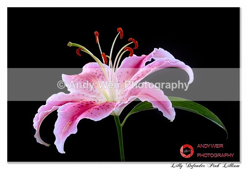 200117-R-1L4A3014-Edit-2 - Plants & Flowers