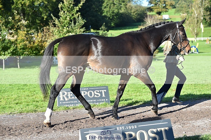 231022-104846-23508 - 489-MY.GALWAY.MAN-Daisy.Hood-TrotUp+SJ