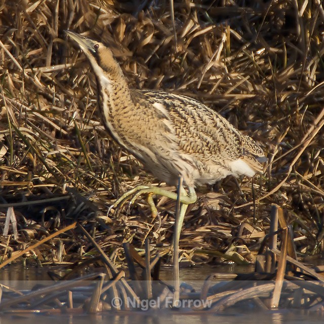 Bittern walking on ice at the edge of the reed bed - Bittern