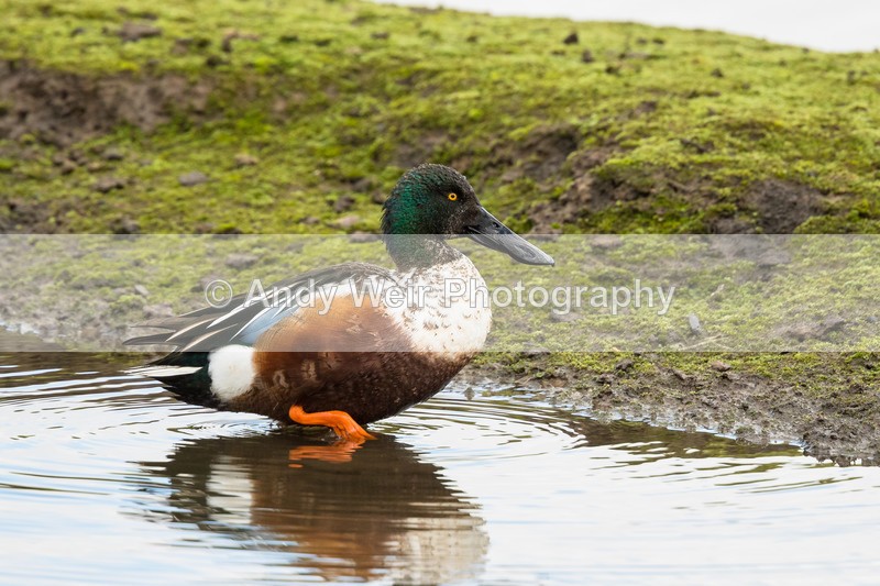 20170207-8E0A3370 - Shoveler