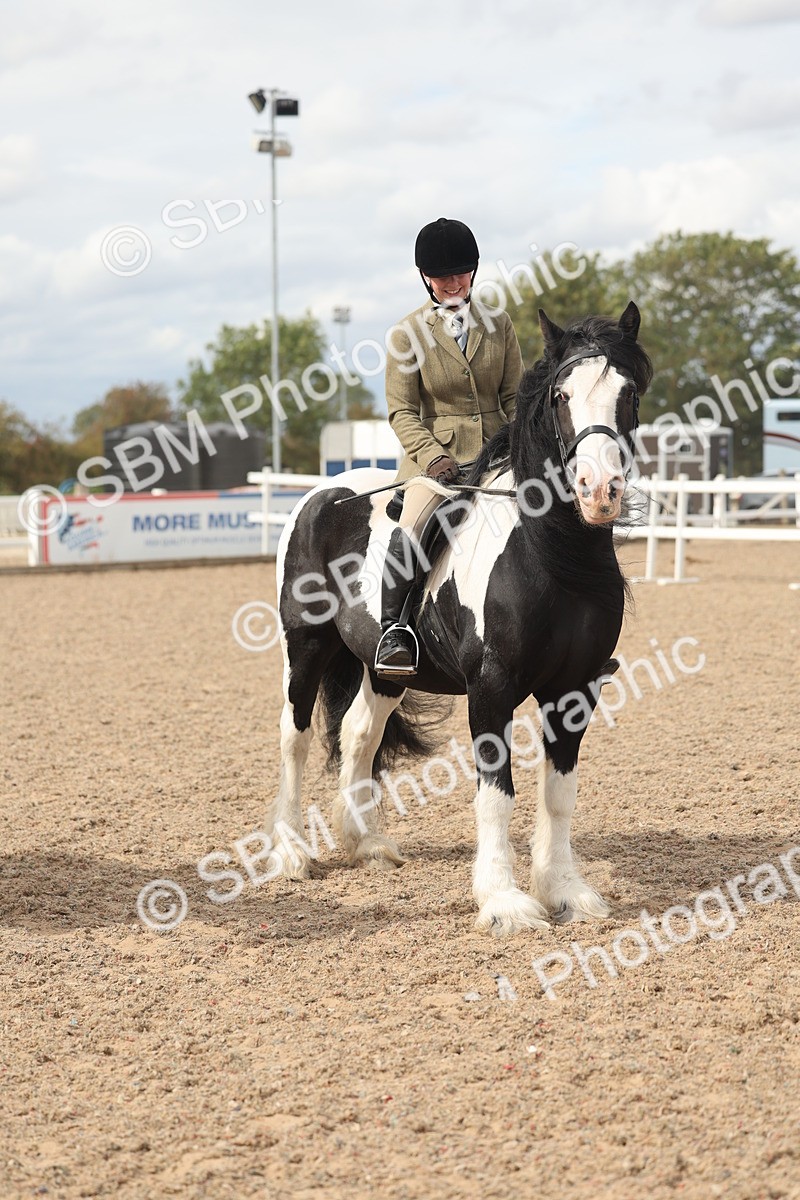SBM_18054 - Class 314 - Family Horse Pony