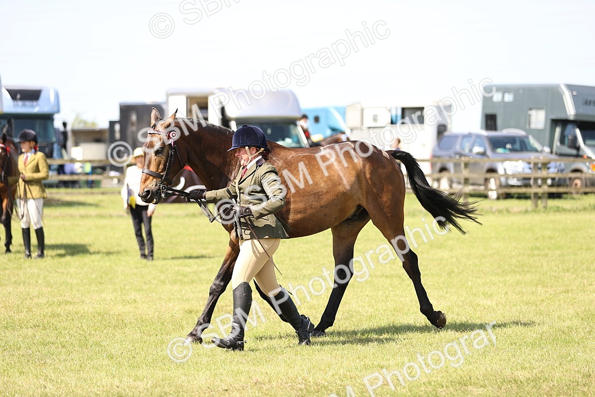 SBM_13030 - Class 75-76 LIHS BSHA Rising Star Hack Riding Horse
