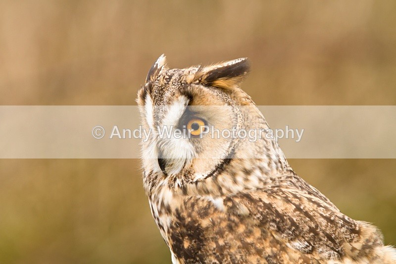 20110312-IMG_2262 - Long Eared Owl