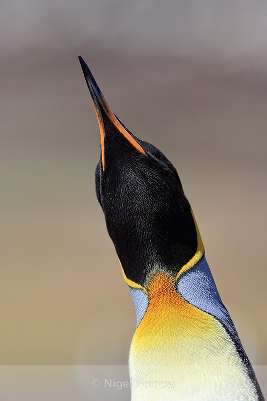 King Penguin sways head, Volunteer Point, Falklands - King Penguin