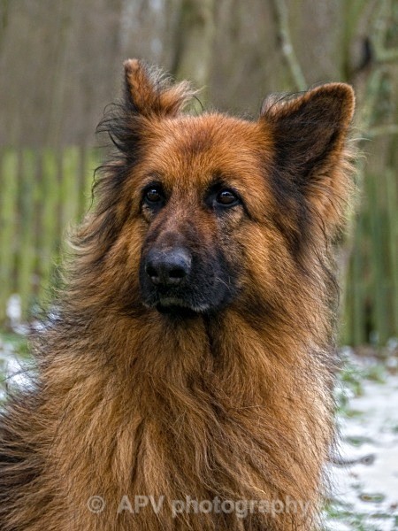  - Dogs'n'Cats