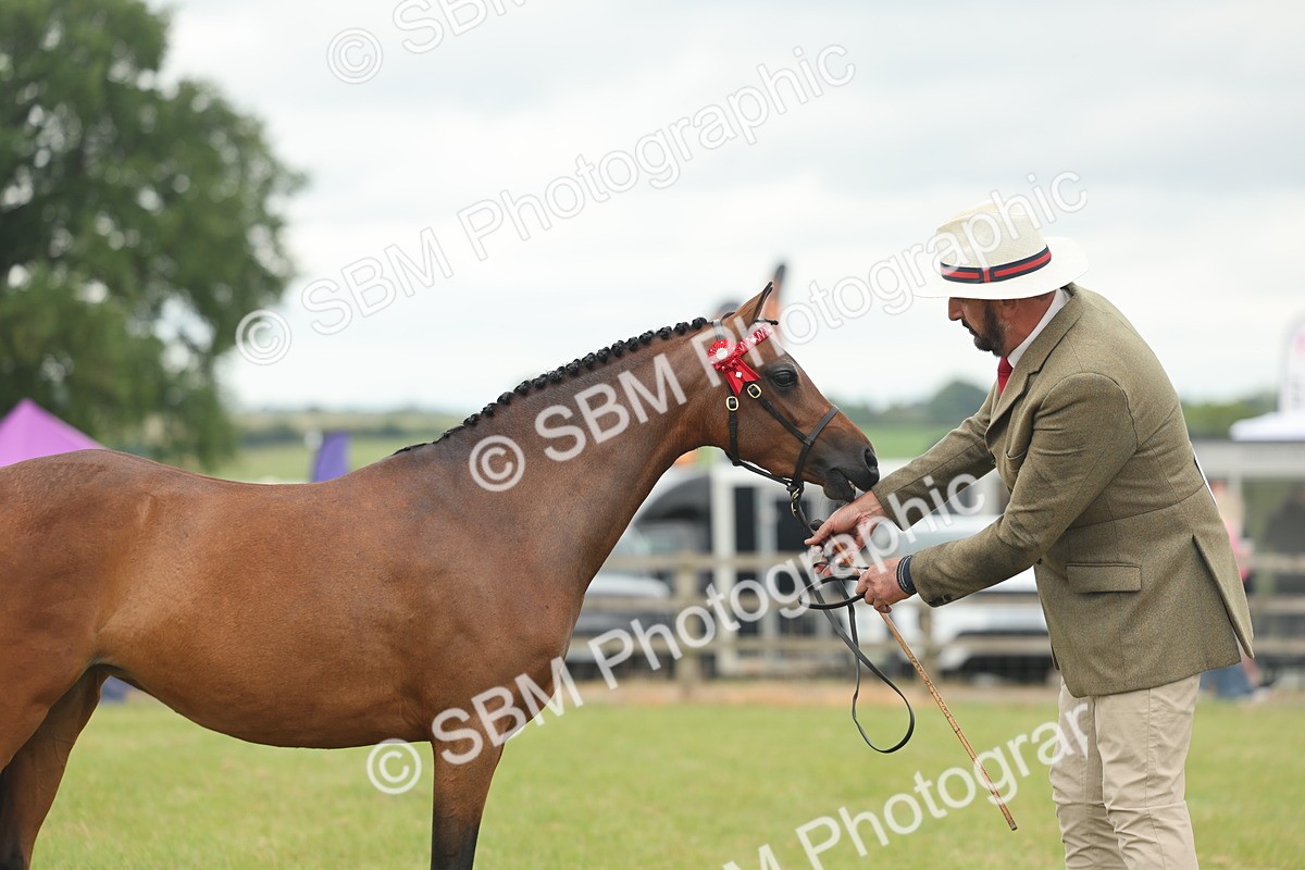 SBM_05435 - Class 68-73 - Riding Pony Breeding