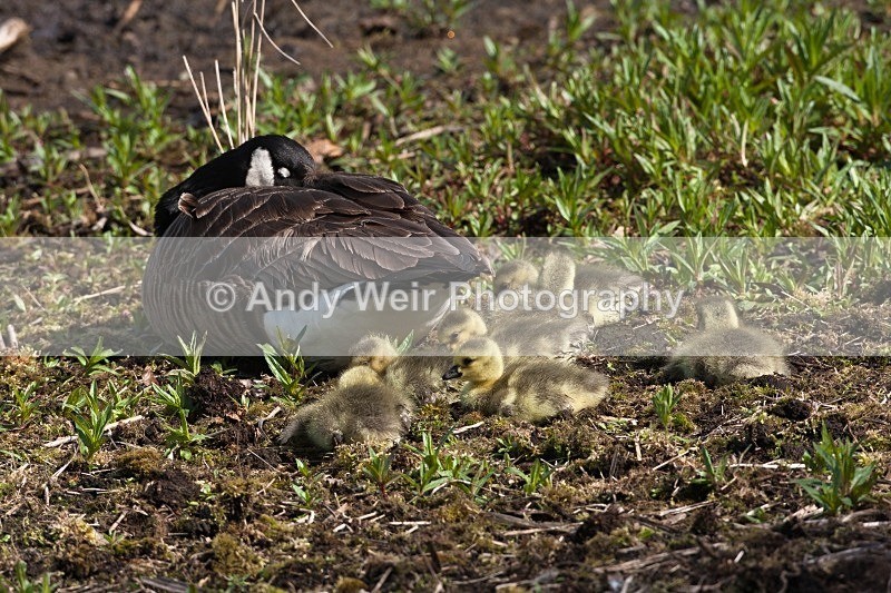 20100501-WE 041 - Geese