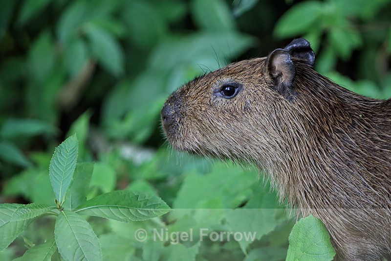 Capybara close view, Gamboa, Panama - Capybara