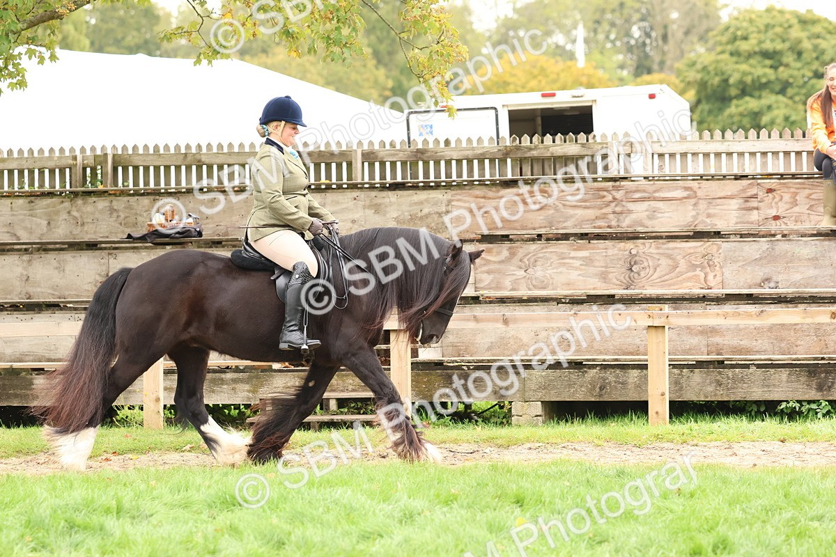 SBM_59853 - S36 - Rehabiliated Rescue Horse & Pony In Hand & Ridden
