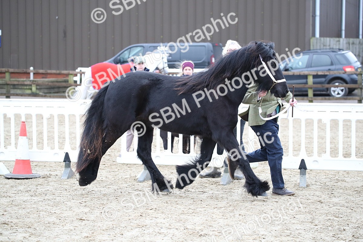 SBM_003981 - Class 1-4 - Young Stock classes Inc. In Hand Championship