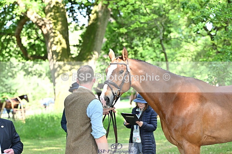 250521A-164512-01311 - C-257-Mark.Davidson-NO.LIMITS.DAMERLOO