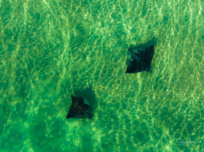 Spotted Eagle Rays 4 - Marine Wildlife