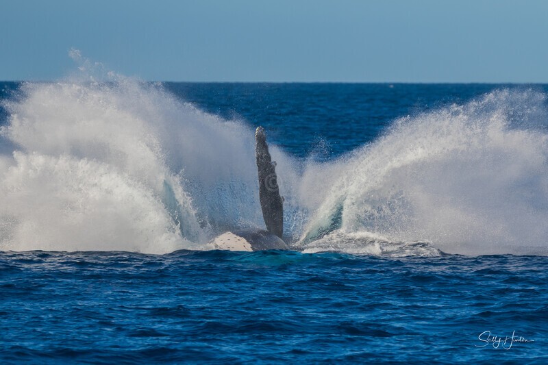HB 40 ton Splash 1. 0A3A5897 - Copy - 2025 Hervey Bay Whales