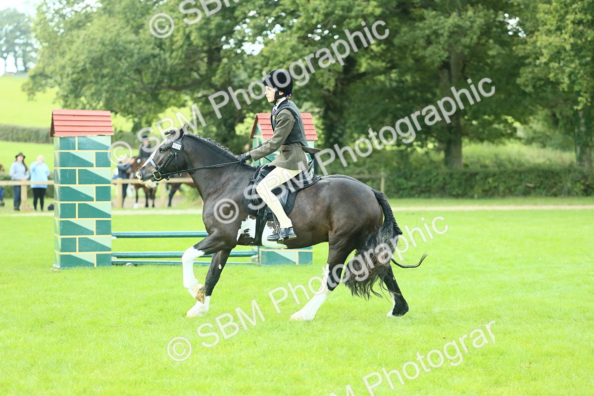 SBM_42028 - S29 - Novice & Newcomers Working Hunter Pony
