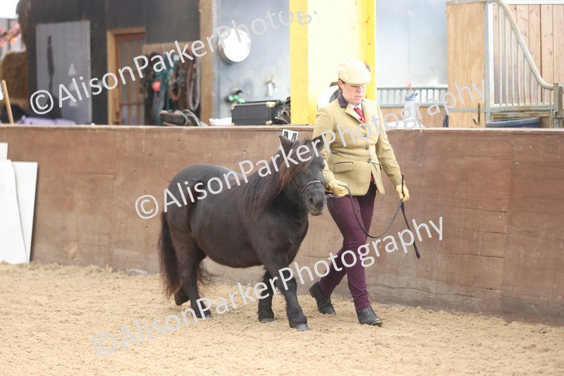 20251109-0092 - Class 5 - Mares 4 Years and over