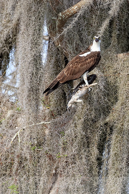 Osprey perched eating fish, Blue Cypress Lake, Florida - Osprey