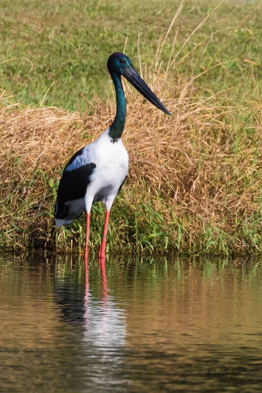 Jabiru male 2. 0A3A5691 - Jabiru
