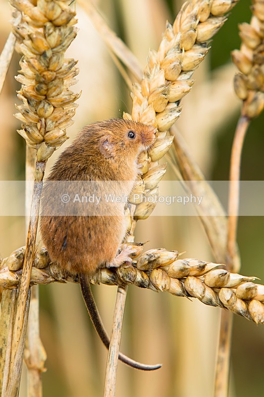 20140802-3K8A4547 - Harvest Mouse