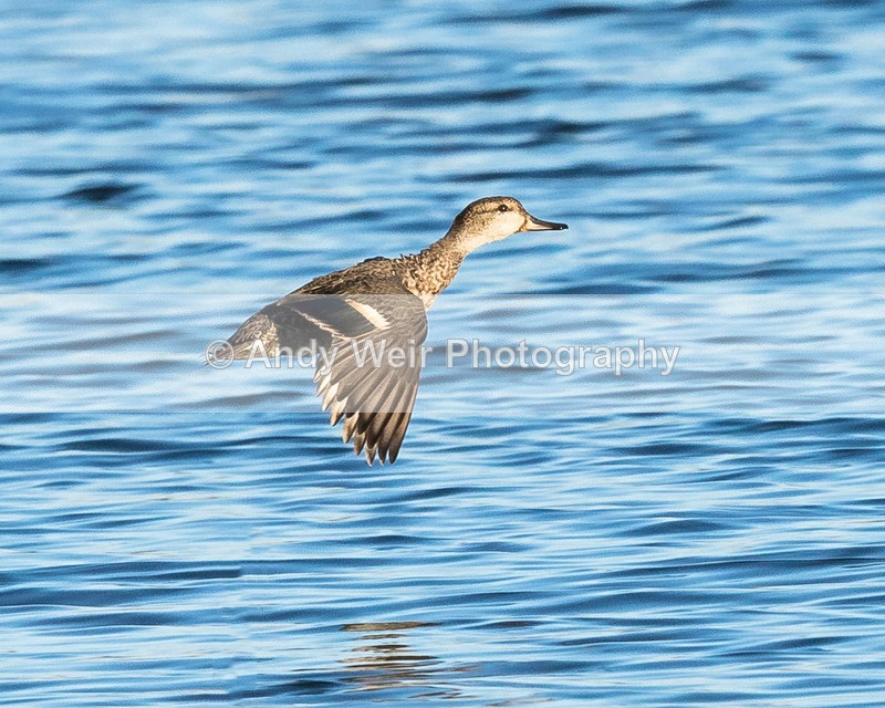 20161124-8E0A3030-4522 - Teal