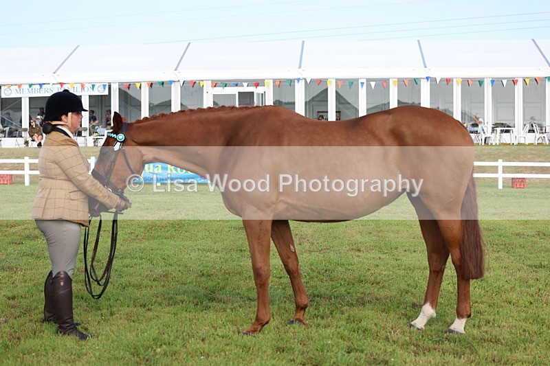 3E7A8348 - Class 2: Rising Star Large Hack/Riding Horse