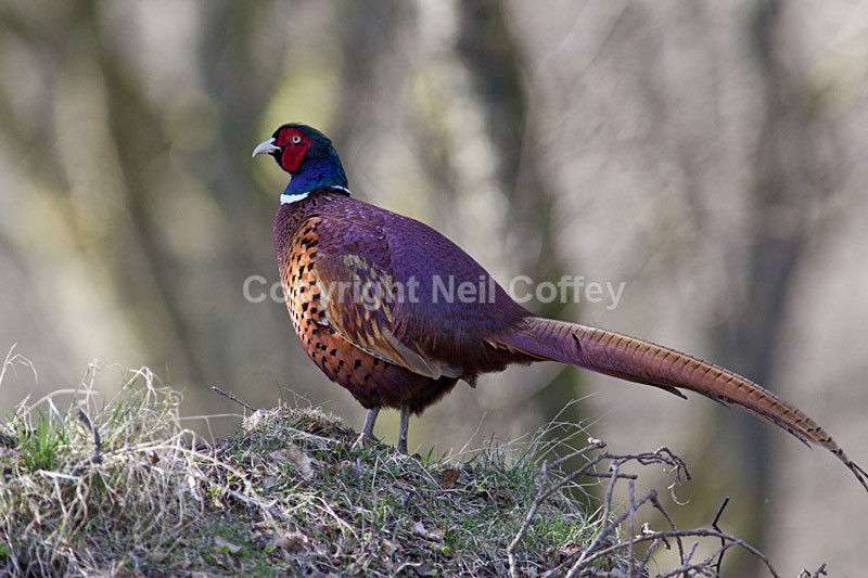 Pheasant, Perthshire - Wildlife