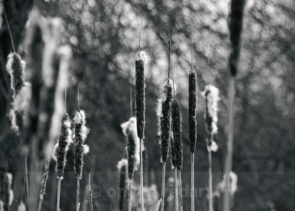 Bullrushes - Scattered Black and Whites