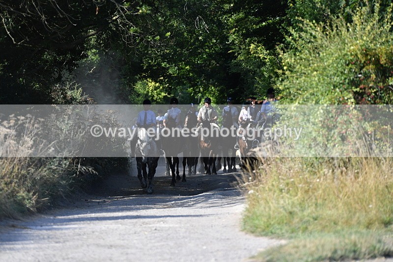 WJ5_4846 - Walk out with the hounds