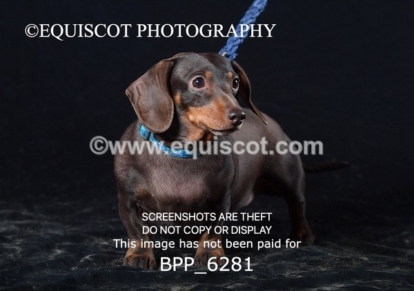 BPP_6281 - LESLEY GRANGER DOGS