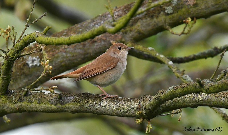 Nightingale - Birds